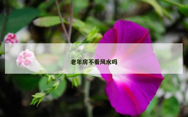 老年房不看风水吗