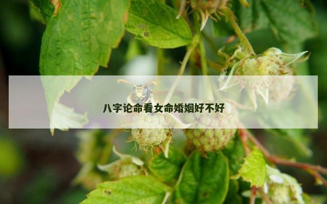 八字论命看女命婚姻好不好