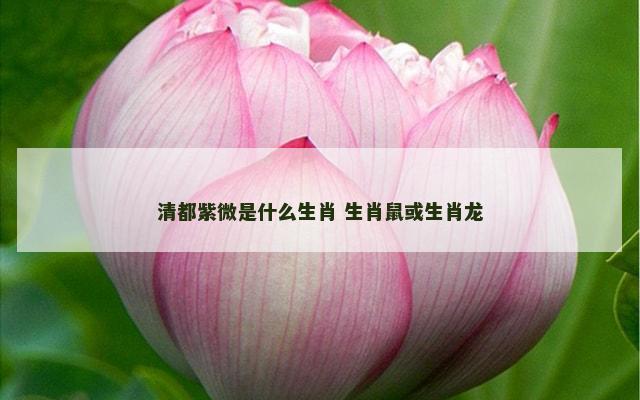 清都紫微是什么生肖 生肖鼠或生肖龙