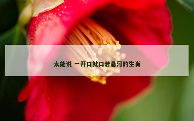 太能说 一开口就口若悬河的生肖