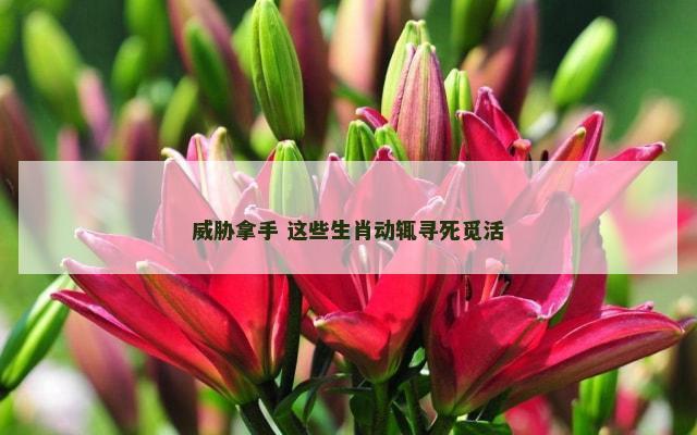 威胁拿手 这些生肖动辄寻死觅活