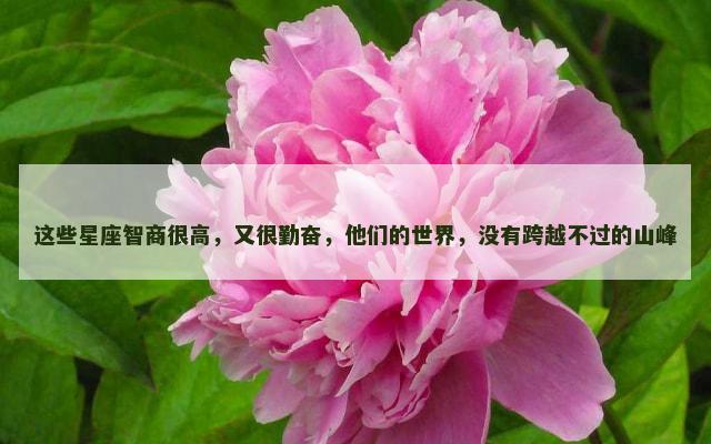 这些星座智商很高，又很勤奋，他们的世界，没有跨越不过的山峰