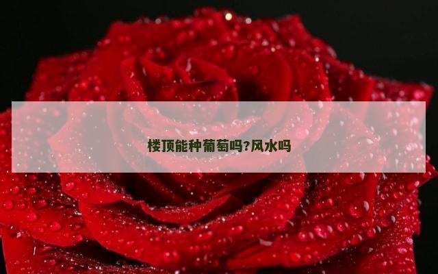 楼顶能种葡萄吗?风水吗