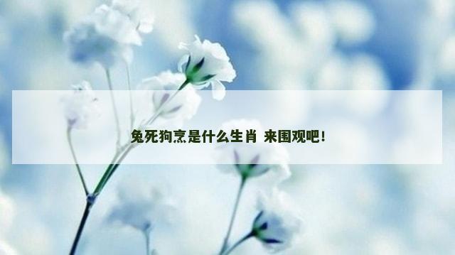 兔死狗烹是什么生肖 来围观吧！