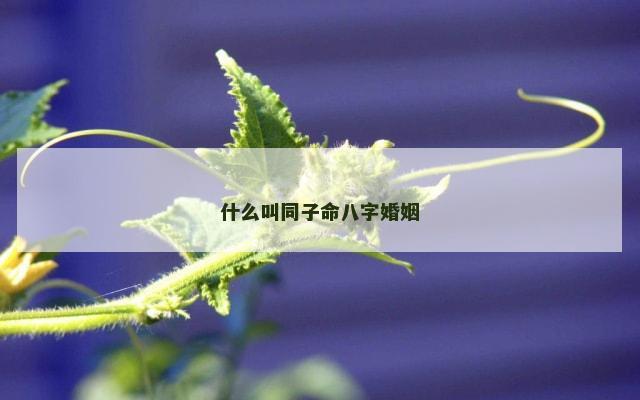 什么叫同子命八字婚姻