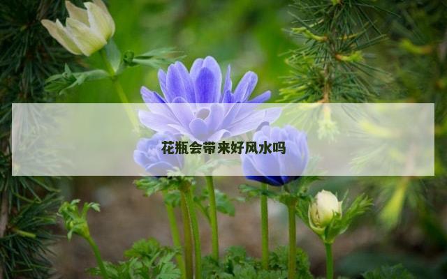 花瓶会带来好风水吗