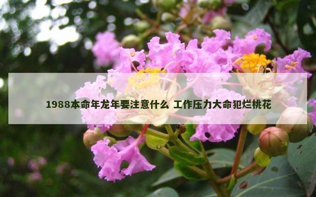 1988本命年龙年要注意什么 工作压力大命犯烂桃花