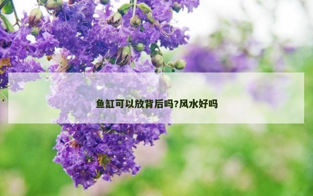 鱼缸可以放背后吗?风水好吗