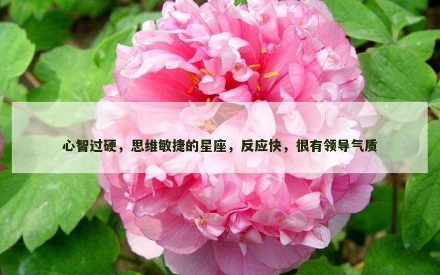 心智过硬，思维敏捷的星座，反应快，很有领导气质