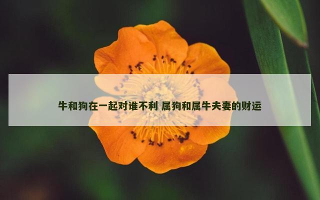 牛和狗在一起对谁不利 属狗和属牛夫妻的财运