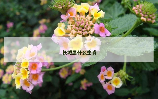 长城属什么生肖