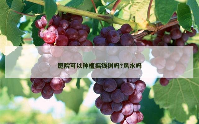 庭院可以种植摇钱树吗?风水吗