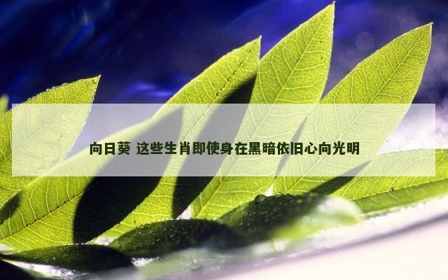 向日葵 这些生肖即使身在黑暗依旧心向光明