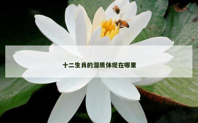 十二生肖的潜质体现在哪里