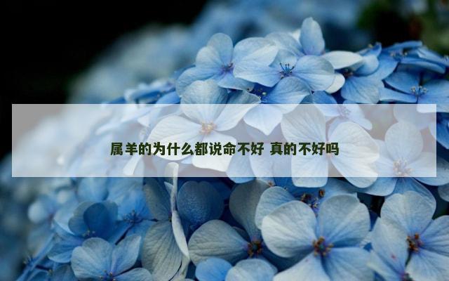 属羊的为什么都说命不好 真的不好吗