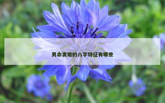 男命离婚的八字特征有哪些
