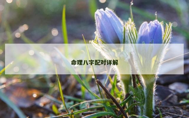 命理八字配对详解