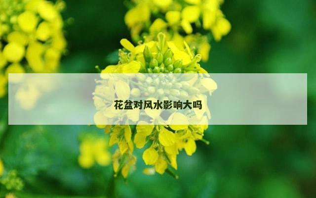 花盆对风水影响大吗
