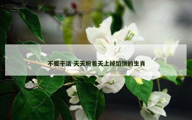 不爱干活 天天盼着天上掉馅饼的生肖