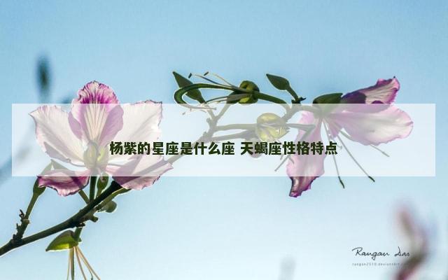 杨紫的星座是什么座 天蝎座性格特点