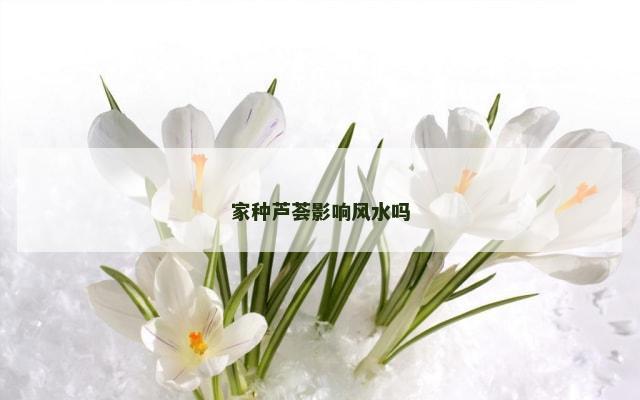 家种芦荟影响风水吗