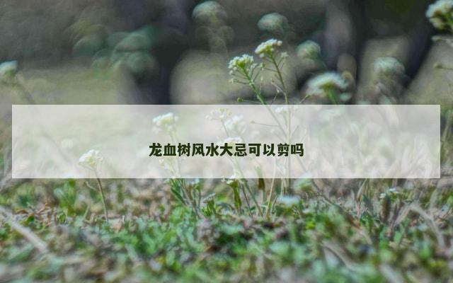 龙血树风水大忌可以剪吗