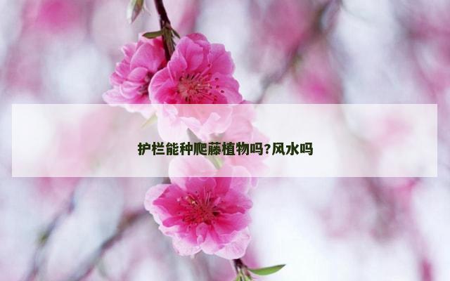 护栏能种爬藤植物吗?风水吗