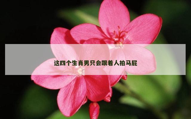 这四个生肖男只会跟着人拍马屁