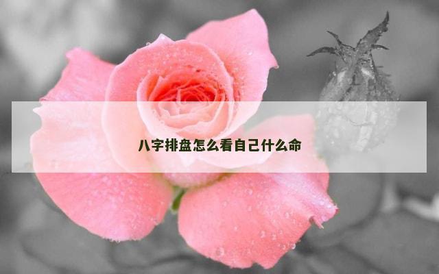 八字排盘怎么看自己什么命