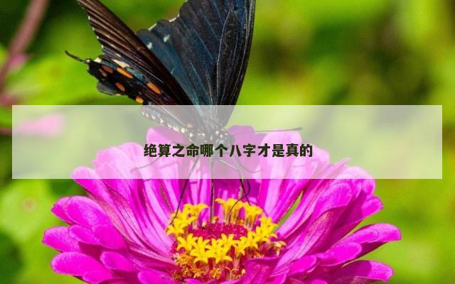 绝算之命哪个八字才是真的
