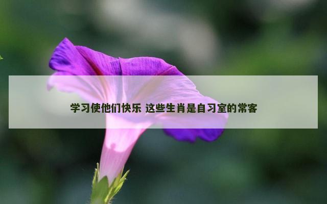 学习使他们快乐 这些生肖是自习室的常客