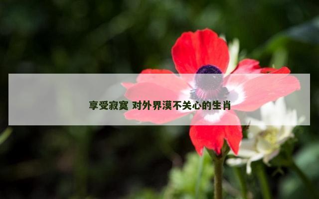 享受寂寞 对外界漠不关心的生肖