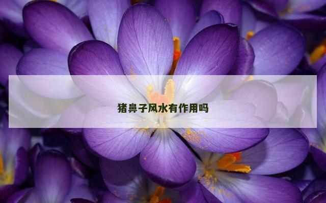 猪鼻子风水有作用吗