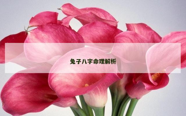 兔子八字命理解析