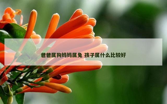 爸爸属狗妈妈属兔 孩子属什么比较好