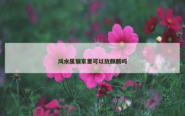 风水属猴家里可以放麒麟吗