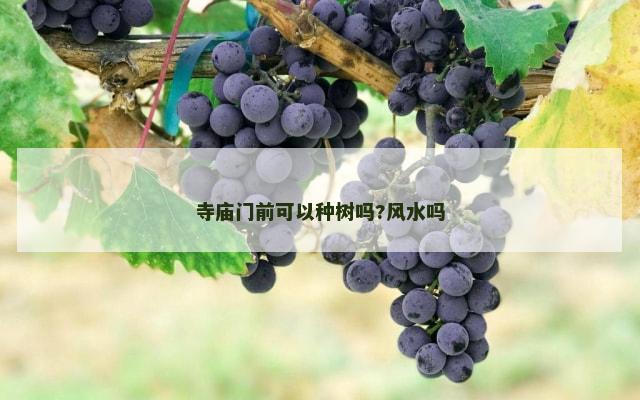 寺庙门前可以种树吗?风水吗