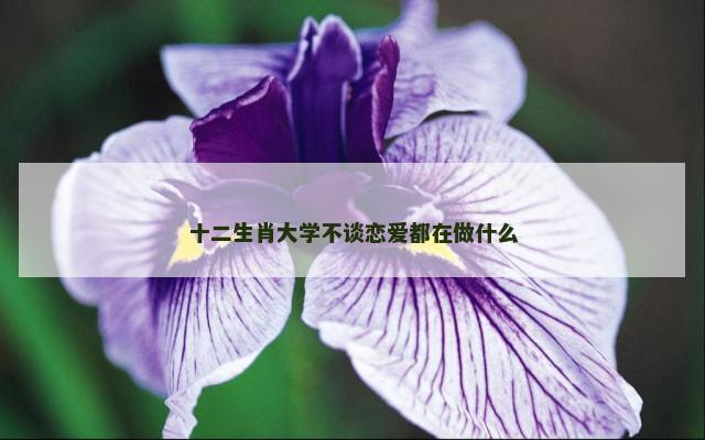 十二生肖大学不谈恋爱都在做什么