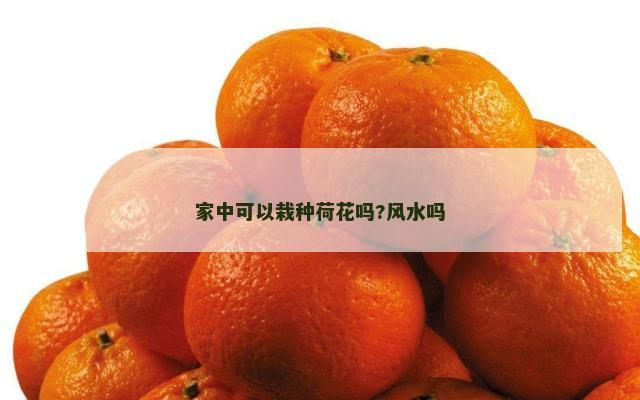家中可以栽种荷花吗?风水吗