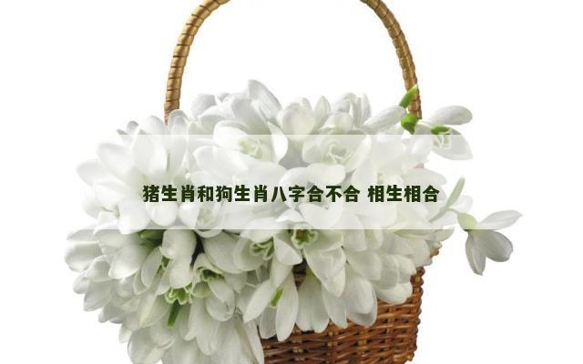 猪生肖和狗生肖八字合不合 相生相合