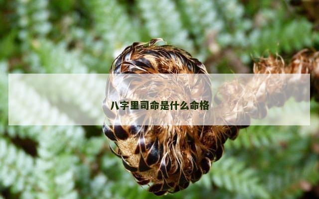 八字里司命是什么命格