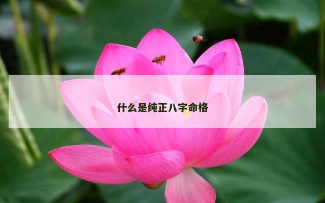 什么是纯正八字命格