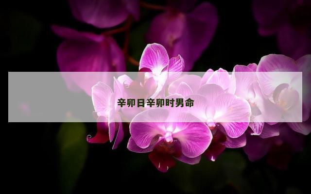 辛卯日辛卯时男命