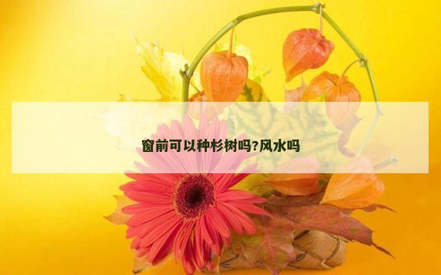 窗前可以种杉树吗?风水吗
