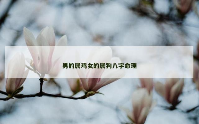 男的属鸡女的属狗八字命理