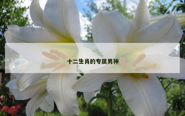 十二生肖的专属男神