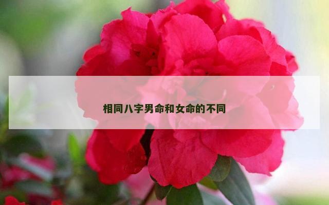相同八字男命和女命的不同