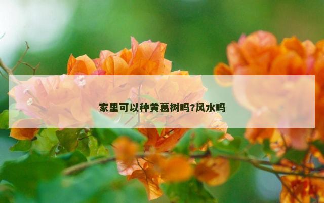 家里可以种黄葛树吗?风水吗
