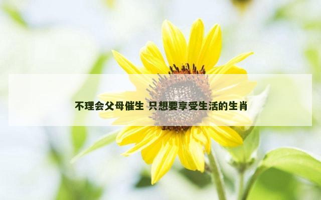 不理会父母催生 只想要享受生活的生肖