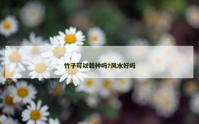 竹子可以栽种吗?风水好吗